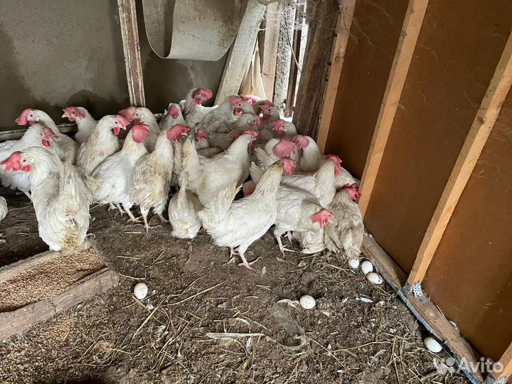 Куры молодки несушки легорны