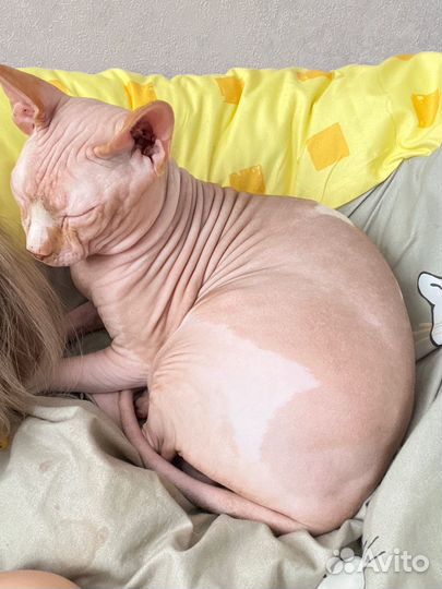 Котик на вязку