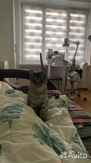 Отдам кошечку в добрые руки