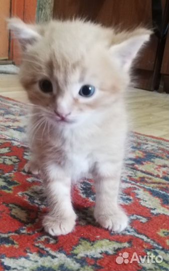 Котик 1 месяц, в добрые ручки