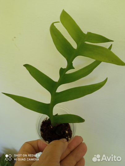 Эпифиллум марниера, царица ночи