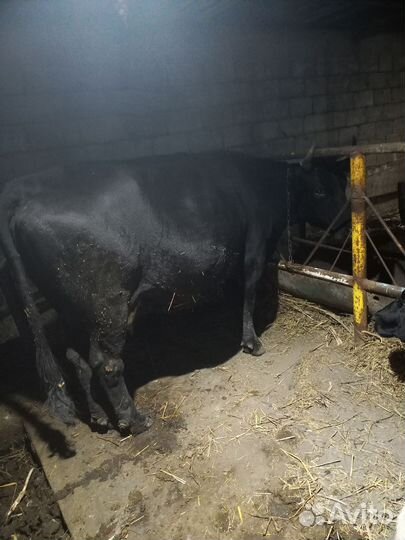 Корова стельная