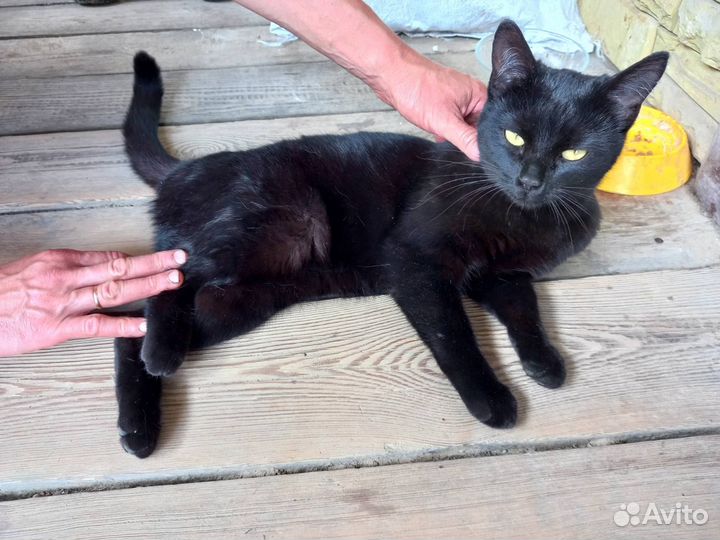 Отдам кошечку