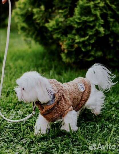 Худи, кофта для маленьких собак