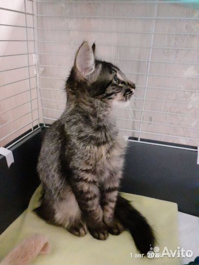 Котенок ласковый в клеточке ждет вас а-ля Мейн-кун