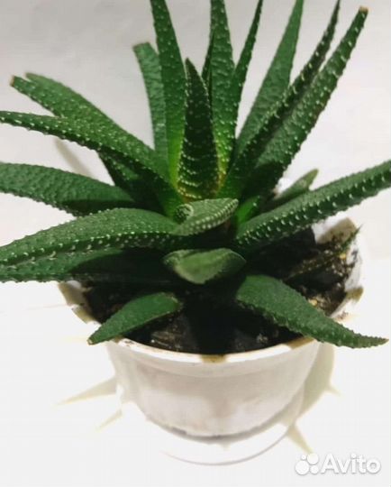 Суккуленты и кактусы