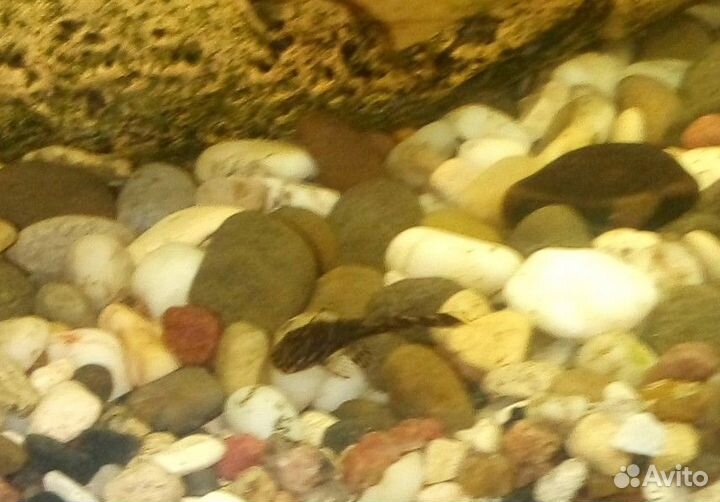 Сомики анциструсы, креветки, гуппи Эндлера