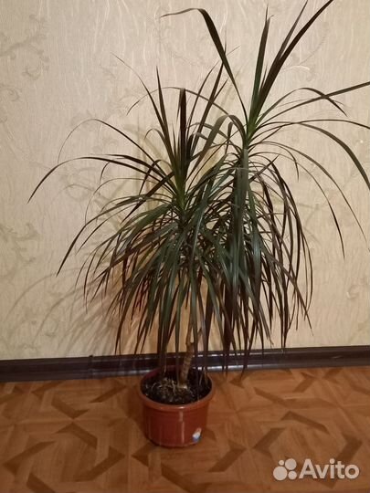 Драцена Маргината (драцена-пальма)