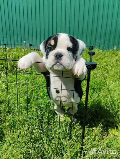 Английский бульдог девочка