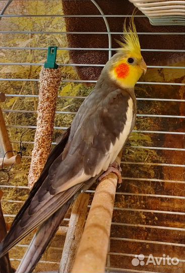 Попугай корелла мальчики