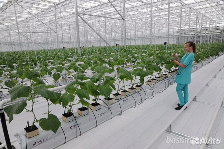 Разнорабочие в теплицы 1500-1800.Ежедневная оплата