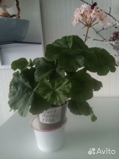 Пеларгония герань, сортовая, полукарликовая