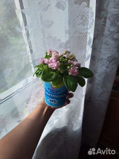 Фиалка-трейлер