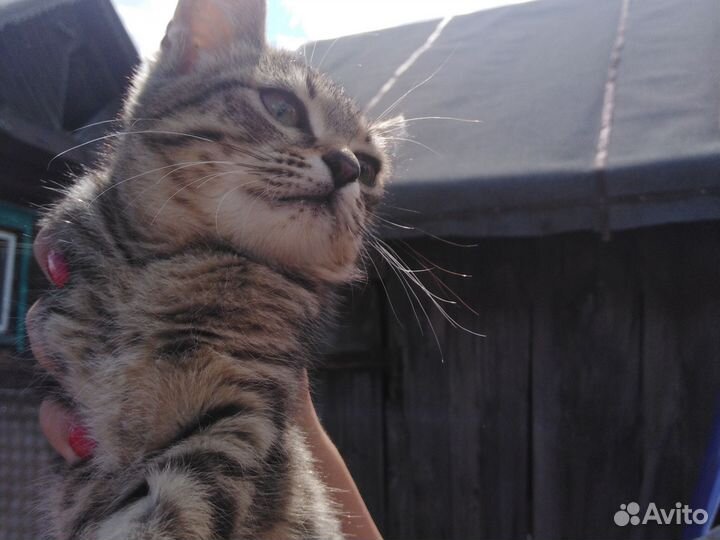 Котята Табби