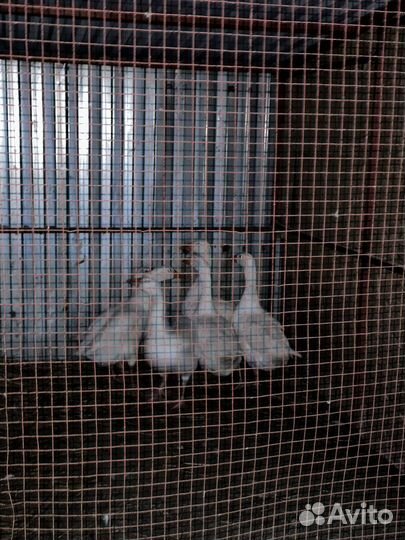 Инкубационное яйцо Венгерских Белых Гусей