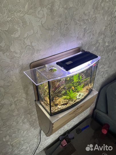 Продается кастомный настенный автономный аквариум