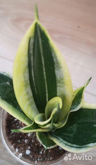 Сансевиерия ханни крео