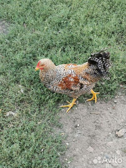 Петушки Белифельдер