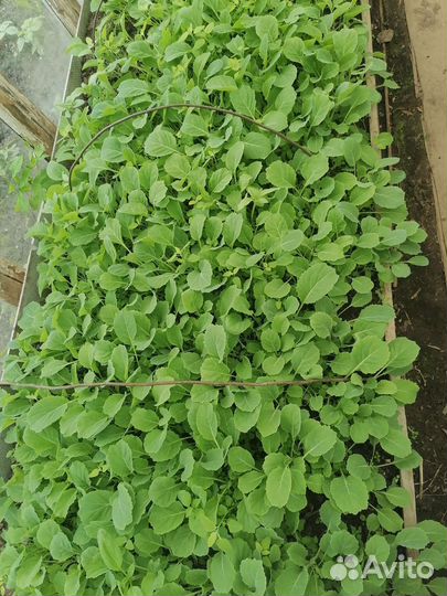 Рассада капусты