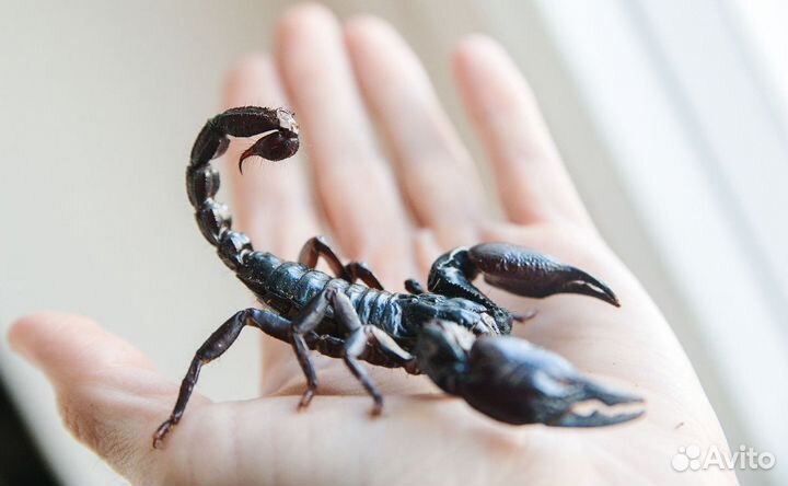 Гетерометрус (безопасный скорпион)