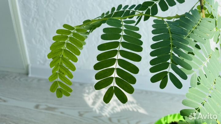 Тамаринд в горшке