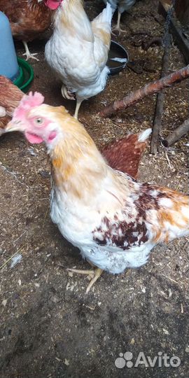 Молодые петухи