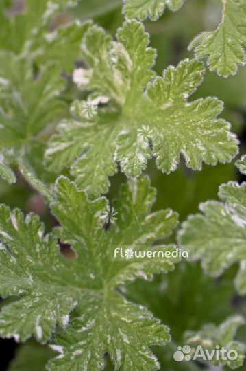 Пеларгонии душистые сортовые, Жасмин Самбак