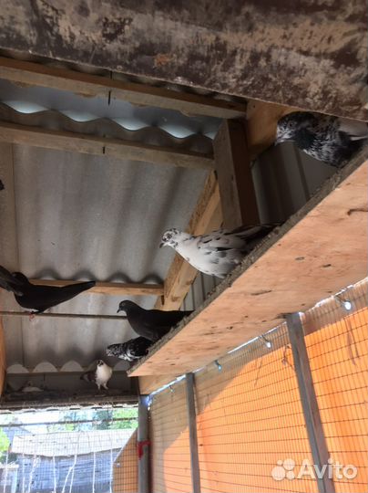 Продам голубей