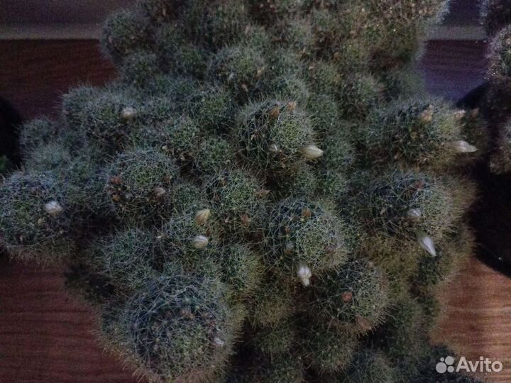 Кактусы и суккуленты