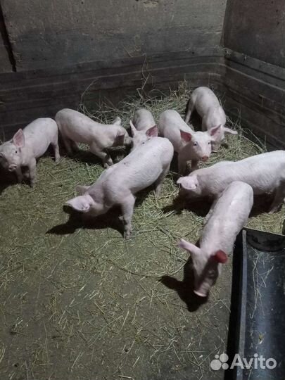 Поросята ландрас+ русская белая