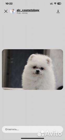 Собаки щенки шпиц