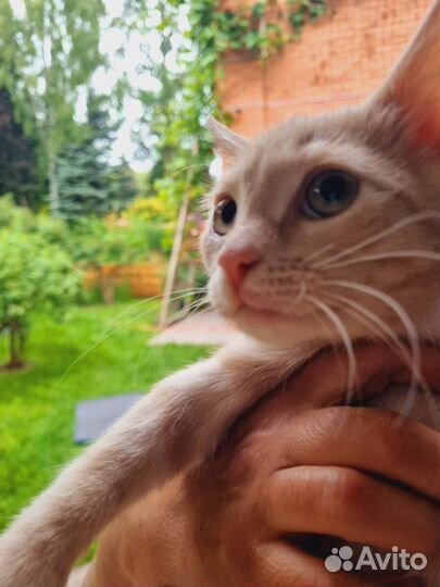 Необычайно ласковый малыш из приюта ищет котомаму