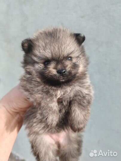 Крошка шпиц