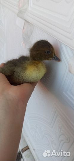 Инкуб яйцо шёлковых кур и мускусных уток, утята