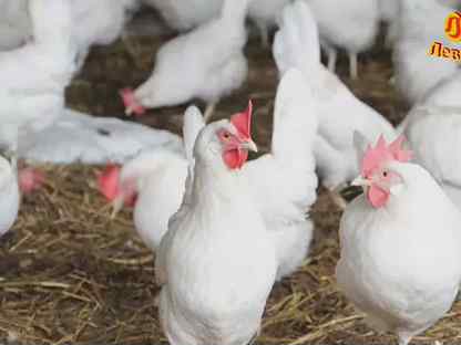 Несушки Хайсекс Уайт/5 мес./на яйце, Санкт-Петербург