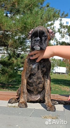 Щенки боксера