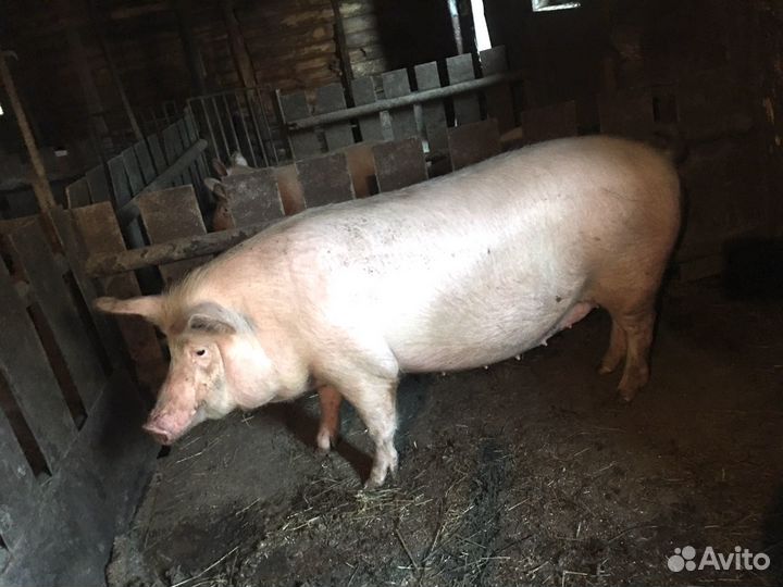 Мясо Свинина домашняя