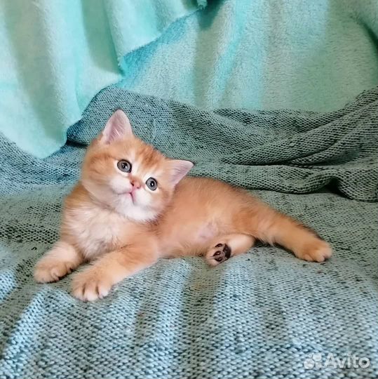 Золотые шиншиллята