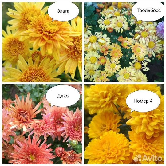 Хризантема корейская + мультифлора + георгины