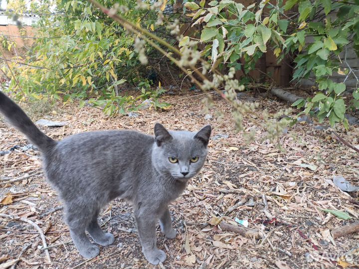 Котенок ищет хозяев