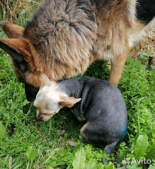 Передержка для животных