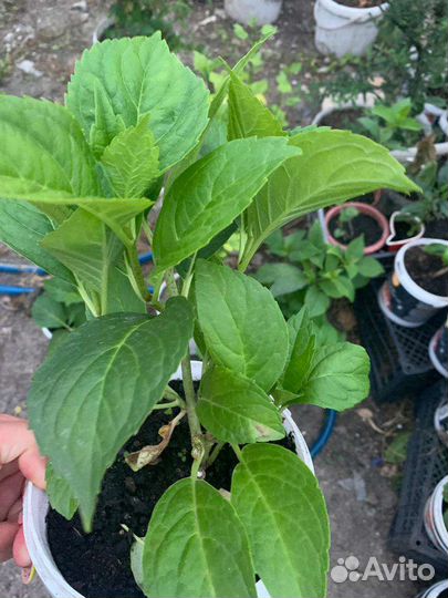 Гортензия Хамелеон