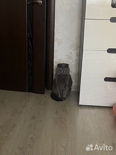 Вязка кошек