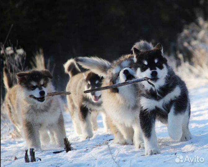 Щенки маламута