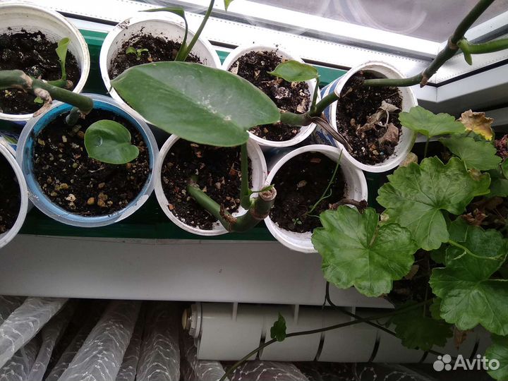 Монстера черенок