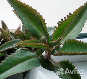 Цветок долларовый