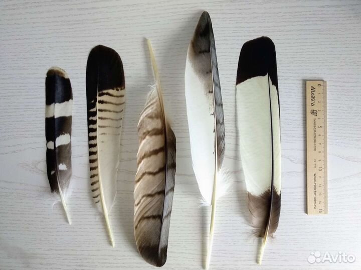 Красивые перья