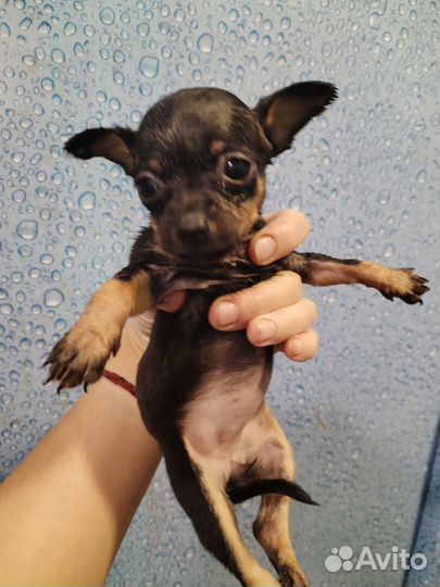 Щенки той-терьера