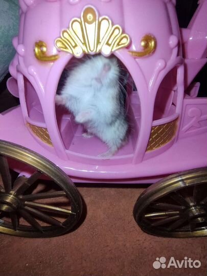 Хомяк с Клеткой