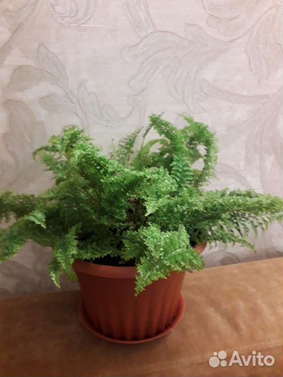 Папортник Нефролепис Кудрявый